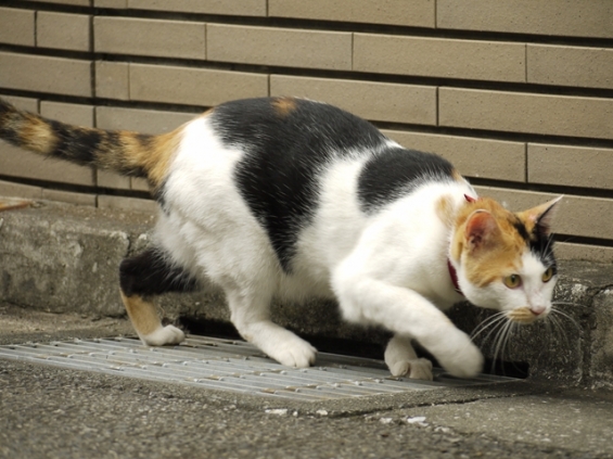 Cat pictures｜忍び足！