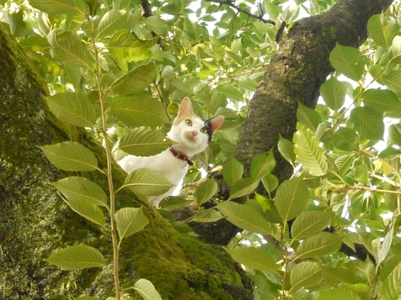 Cat pictures｜木登り好きにゃ～！