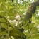 Cat pictures｜木登り好きにゃ～！