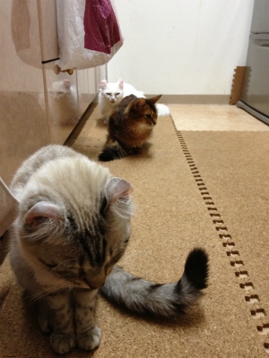 Cat pictures｜並ぶ