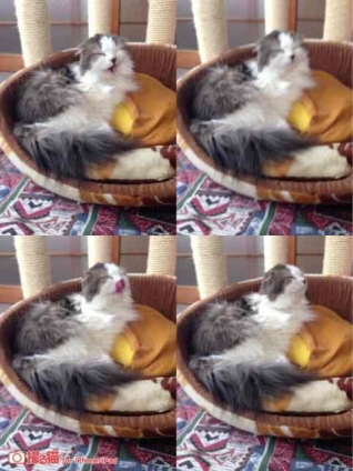 Cat pictures｜ペロリ