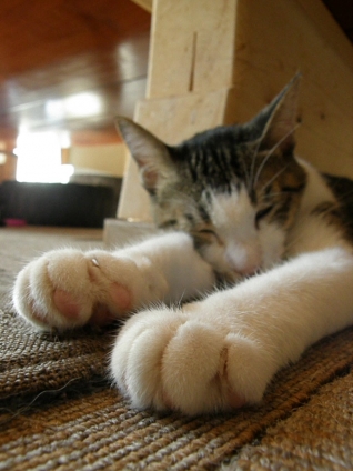 Cat pictures｜寝落ちのスフィンクス
