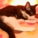 Cat pictures｜ドーム型猫ベッドでグルーミング