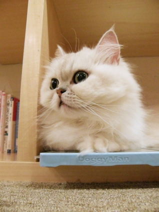 Cat pictures｜ひえひえボード