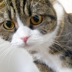 Cat pictures｜シャンプーちゃん