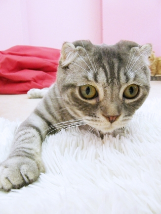 Cat pictures｜凝視