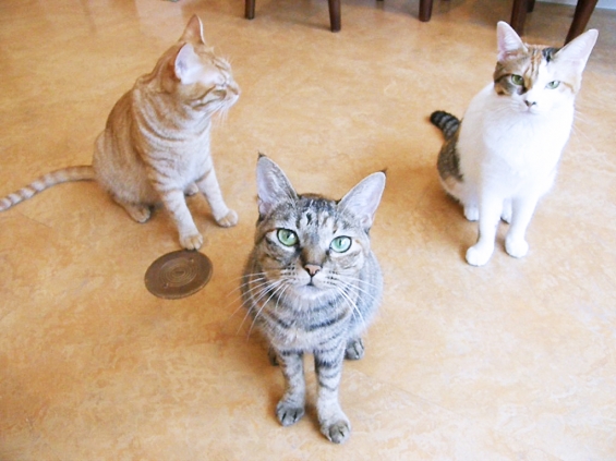 Cat pictures｜トライアングル