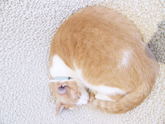 Cat pictures｜明石焼き風ニャンモナイト