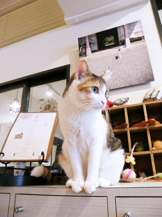 Cat pictures｜三毛流お作法
