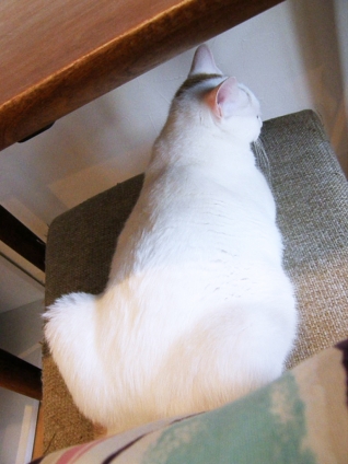 Cat pictures｜椅子の上のもふ