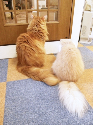 Cat pictures｜ドア前で待機