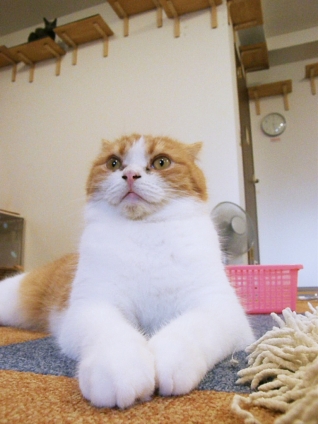 Cat pictures｜ぬーーーーん
