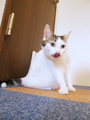 Cat pictures｜お鼻ペロリ