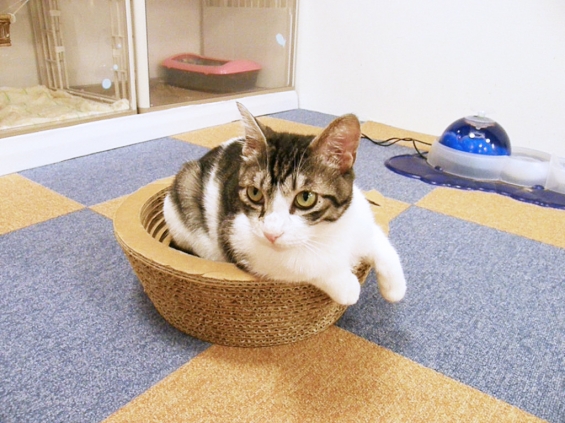 Cat pictures｜ボウルぬこ
