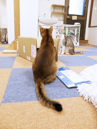 Cat pictures｜高まる緊張感
