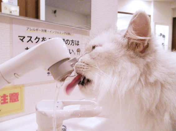 Cat pictures｜新鮮な飲み水