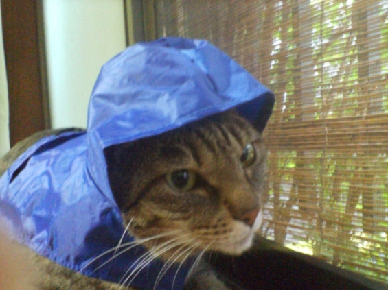 Cat pictures｜雨でもお散歩！