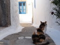 Cat pictures｜ギリシャ、バトモス島の三毛ネコ