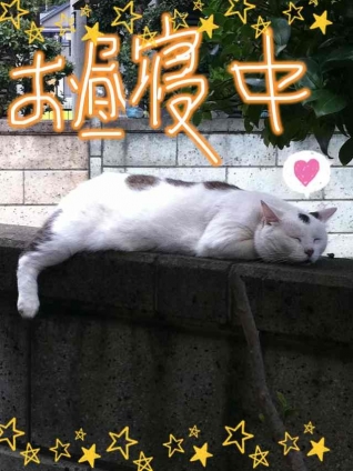 Cat pictures｜お昼寝中