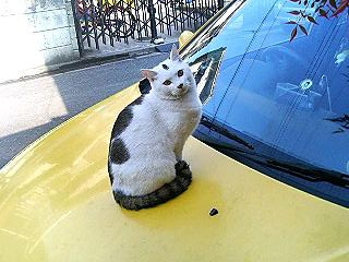 Cat pictures｜これ僕の車です