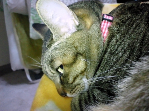 Cat pictures｜横にらみ