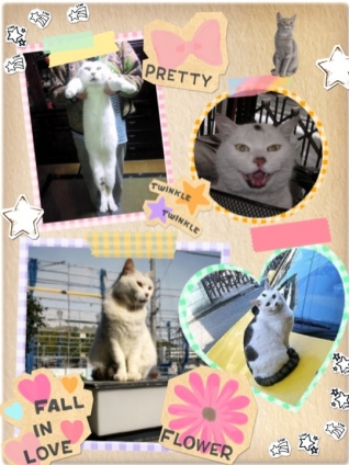 Cat pictures｜プリクラ風