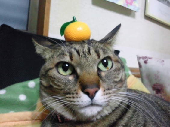 Cat pictures｜お鏡猫