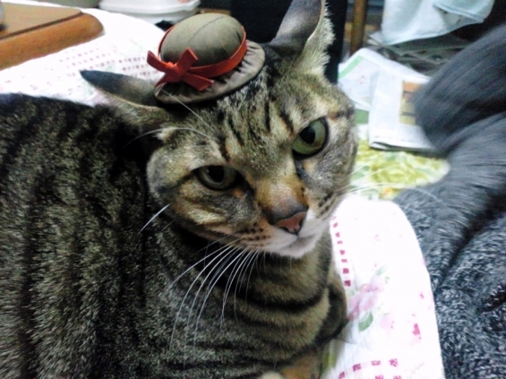 Cat pictures｜帽子