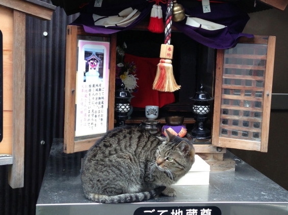 Cat pictures｜地蔵堂の猫