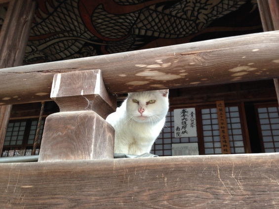 Cat pictures｜高野山の猫