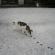 Cat pictures｜雪の日の探検
