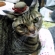 Cat pictures｜帽子