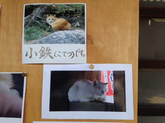 Cat pictures｜大阪住吉大社の猫