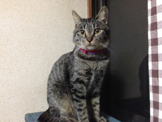 Cat pictures｜聖子、おかえり！！