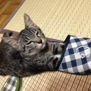Cat pictures｜聖子