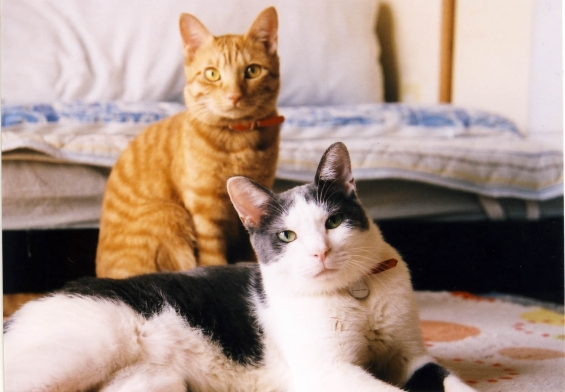 Cat pictures｜昭和の香り漂う風味の記念撮影