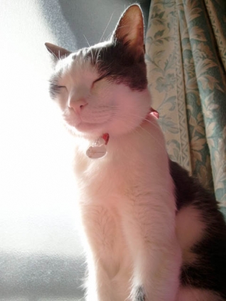 Cat pictures｜瞑想中