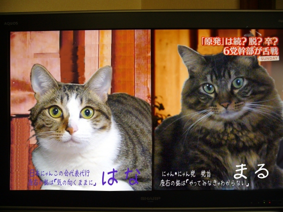 Cat pictures｜大忙しです