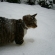 Cat pictures｜はな　初の雪