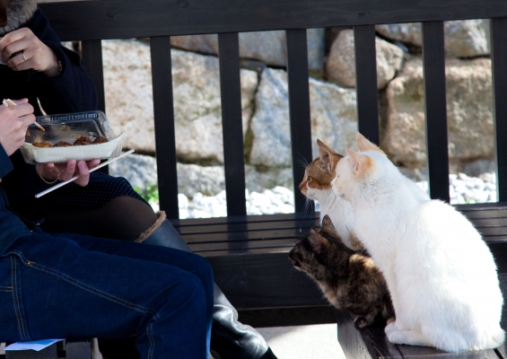 Cat pictures｜なんかちょーだい