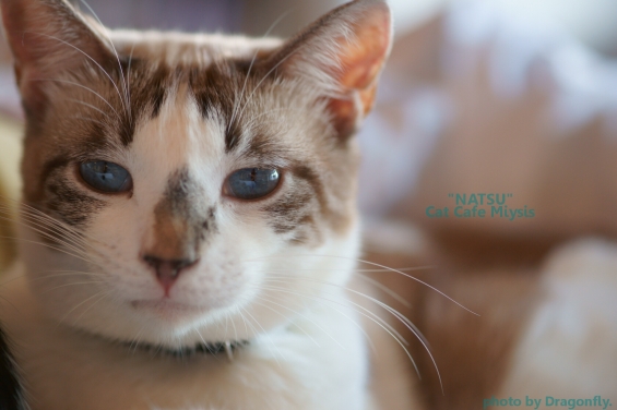 Cat pictures｜青い瞳のなつ
