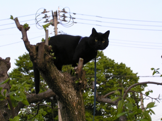 Cat pictures｜柿の木に上ってみた～