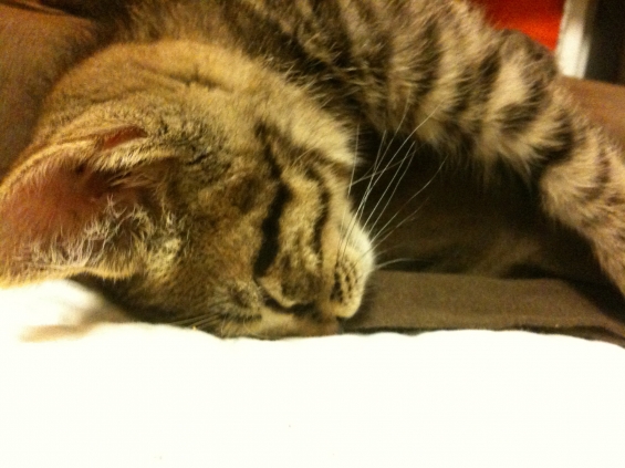 Cat pictures｜枕の使い方（その２）