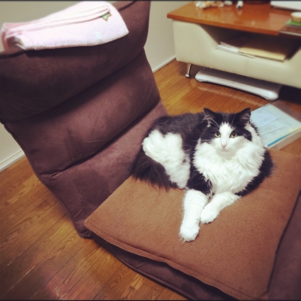 Cat pictures｜何食わぬ顔で座椅子を占拠するアイリスさん