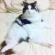 Cat pictures｜いや〜ん(*'ω'*)