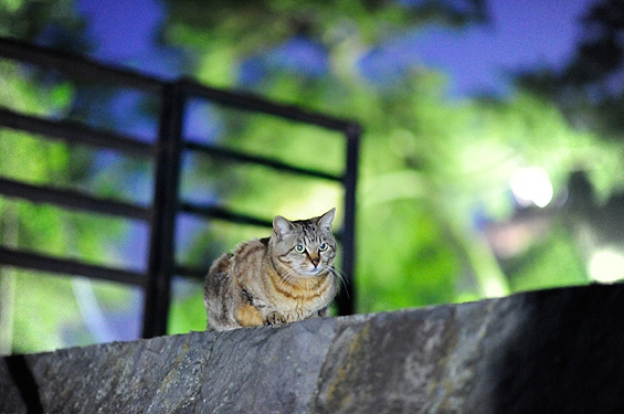 Cat pictures｜夜にゃんこ