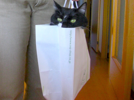 Cat pictures｜袋好き。