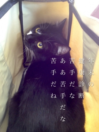 Cat pictures｜注射前（￣▽￣）