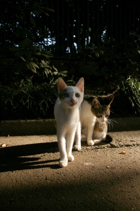 Cat pictures｜公園の親子