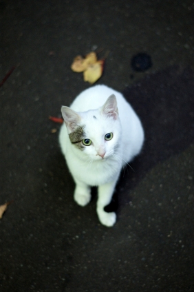 Cat pictures｜公園猫さん